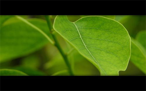 阳台蔬菜种植设备哪个最好,阳台种植选择哪种设备最佳？